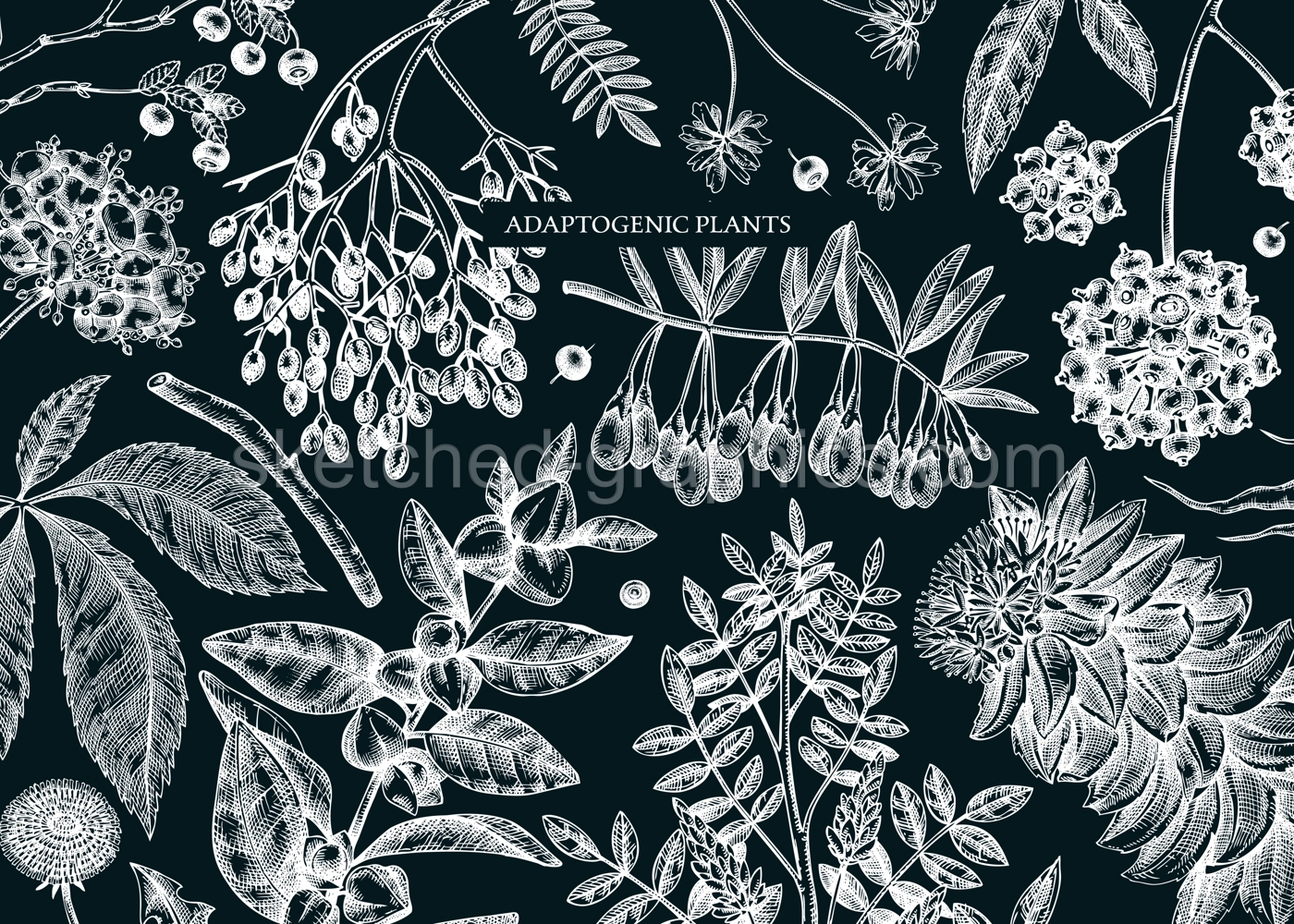 Adaptogenic plants background in sketch style. Sketched medicinal herbs, weeds, berries, leaves banner design. Perfect for brands, labels, packaging. Botanical illustrations on chalkboard Illustration